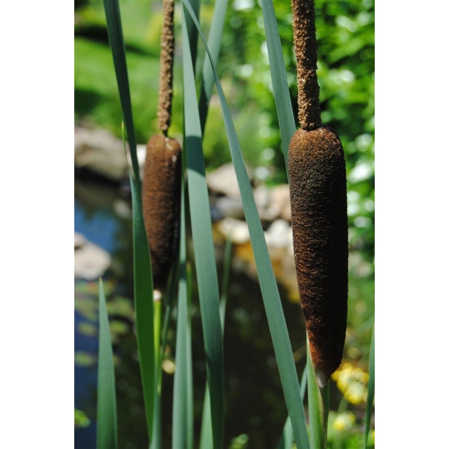 Breitblättriger Rohrkolben (Typha Latifolia) mit braunen Kolben und grünen Blättern.