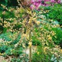 Salix Repens Iona Kriechweide mit gelben Blütenständen im Garten, Stammhöhe 40 cm.
