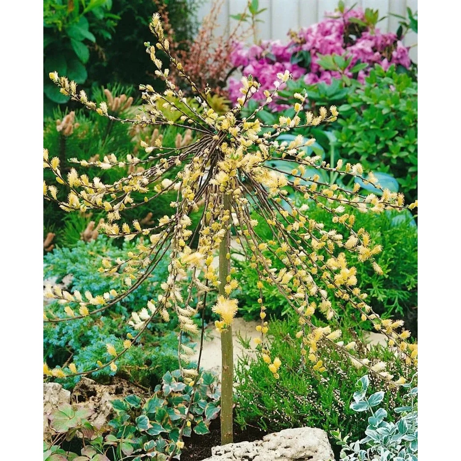 Salix Repens Iona Kriechweide mit gelben Blütenständen im Garten, Stammhöhe 40 cm.