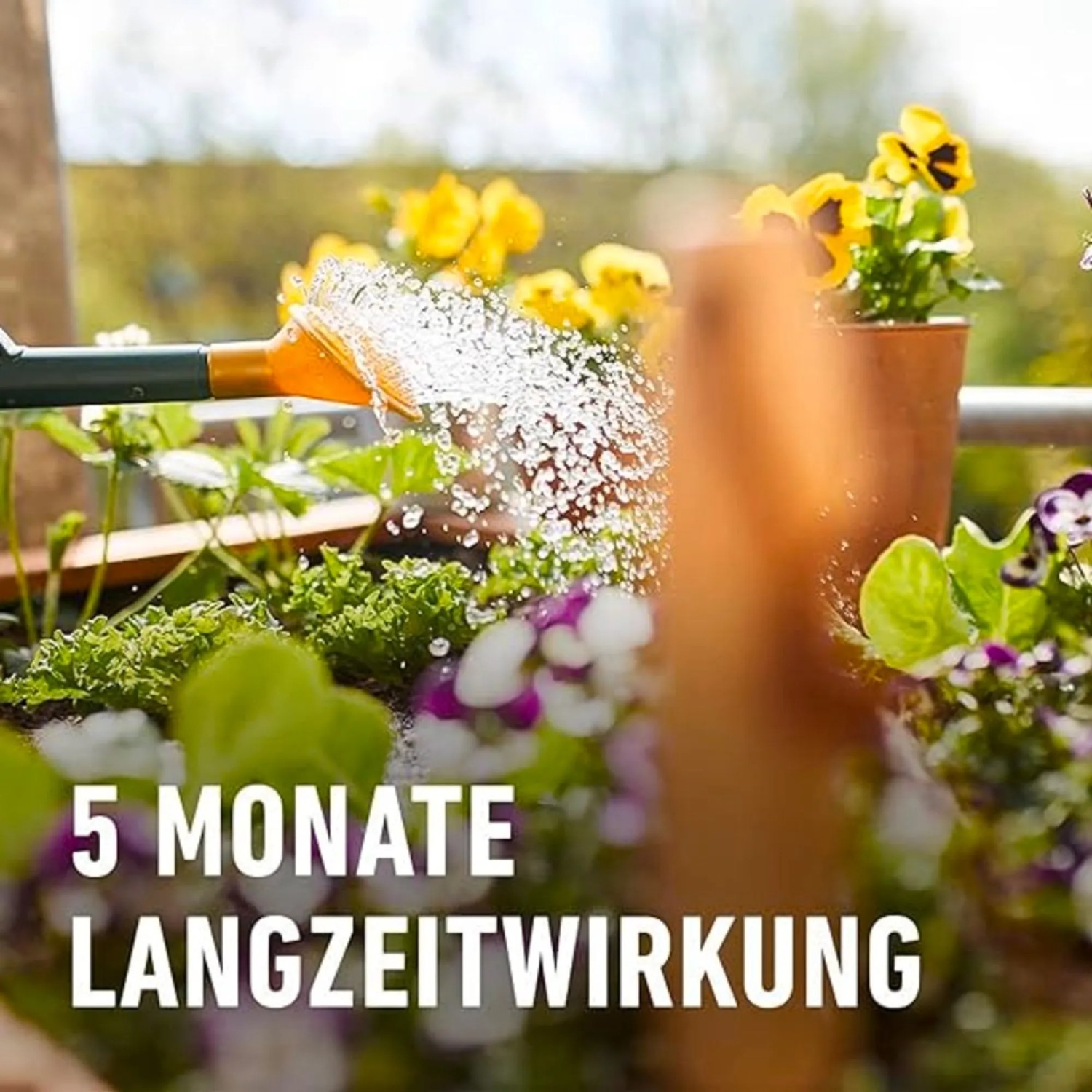 Gießkanne bewässert Hochbeet mit Compo Bio Langzeit-Dünger für gesundes Pflanzenwachstum.