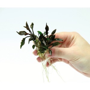 Dennerle Aquariumpflanze Cryptocoryne Lutea Hobbit in Hand, Vordergrundpflanze