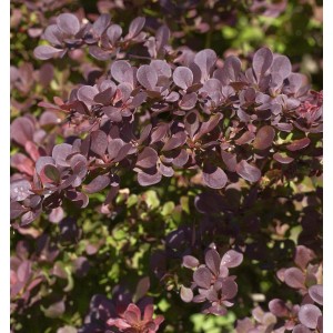 Detailaufnahme der roten Blätter einer Heckenberberitze (Berberis thunbergii Atropurpurea).