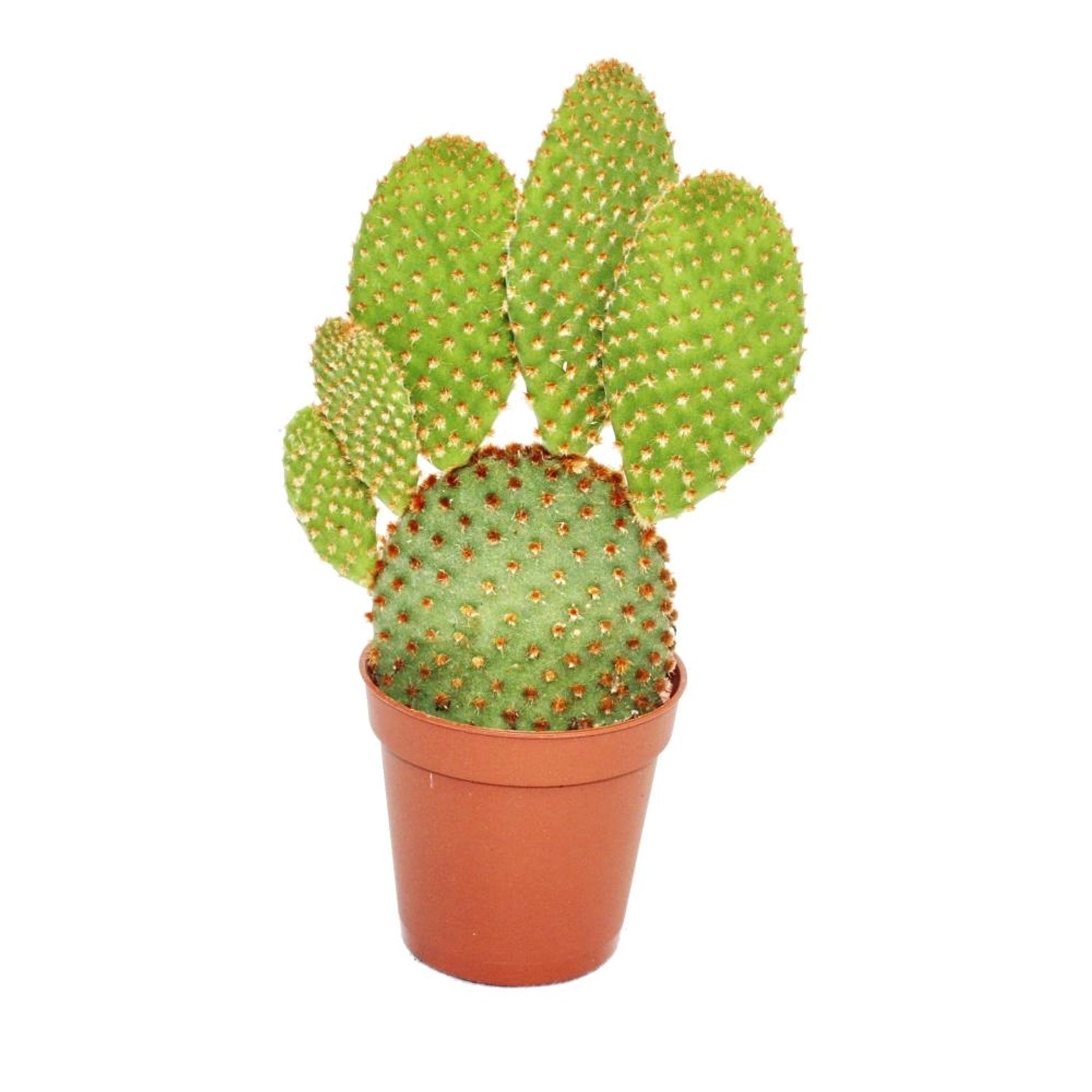 Exotenherz Opuntia Microdasys Rufida Rotbraunstachliger Ohrenkaktus im 5,5cm Topf