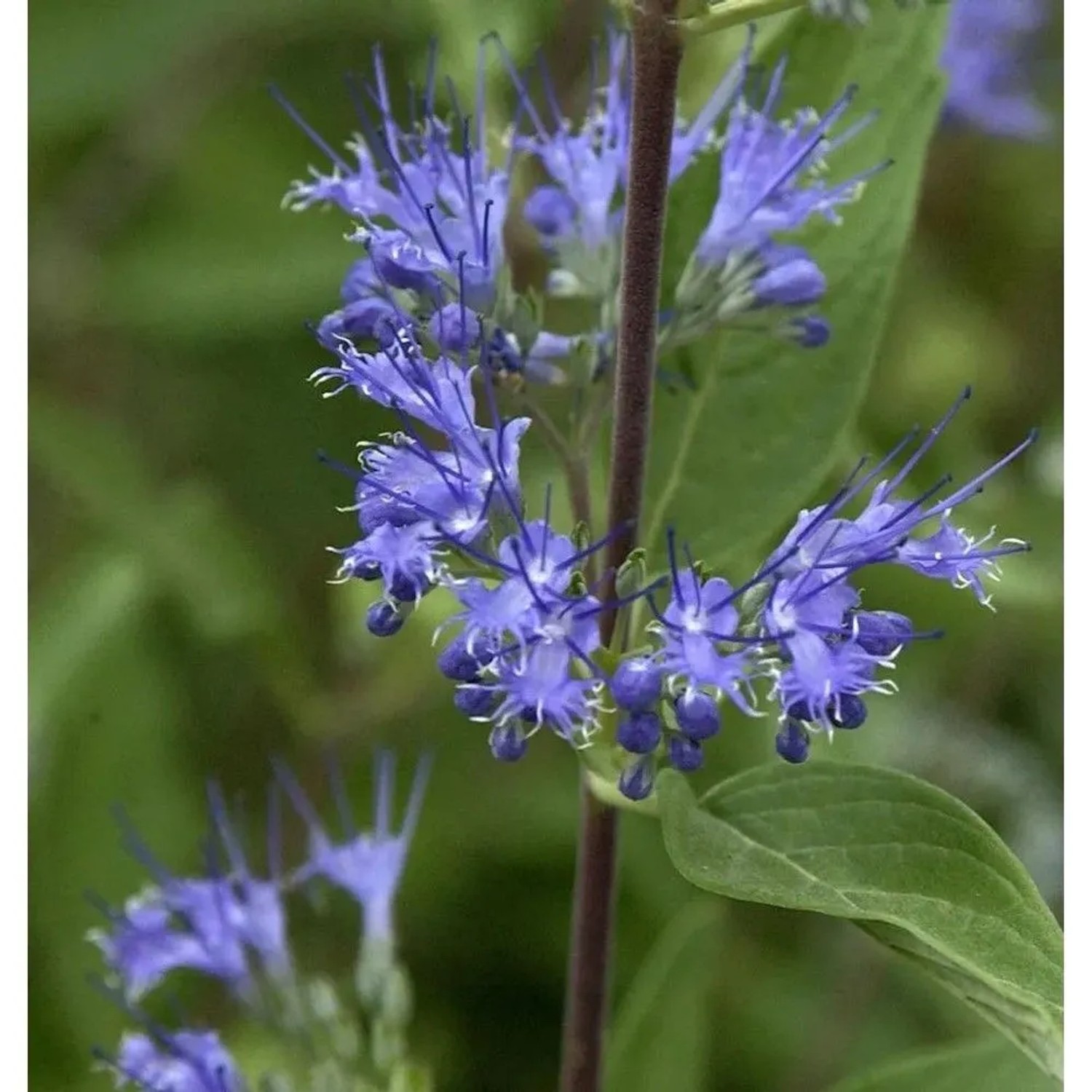 Bartblume Blue Fountain 30-40cm - Caryopteris clandonensis