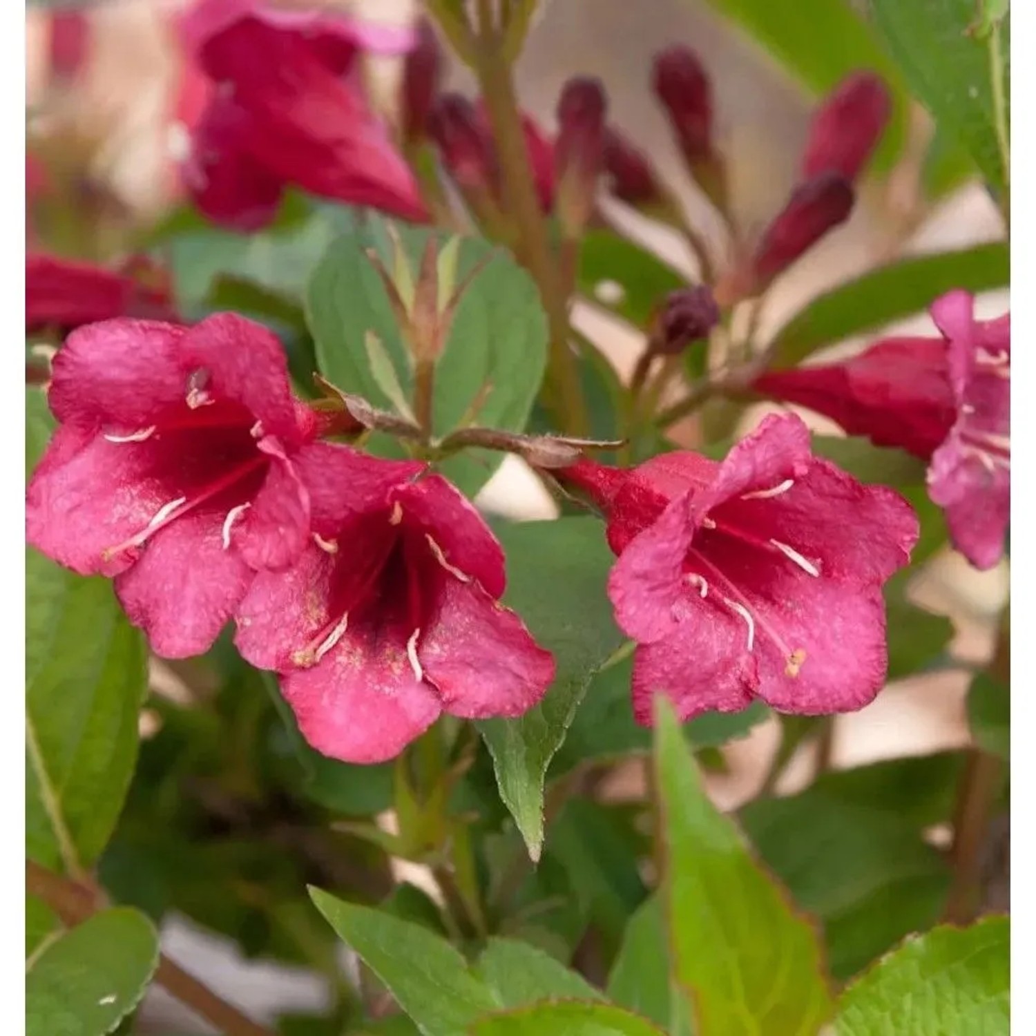 Weigelie Bristol Ruby 80-100cm - Weigela