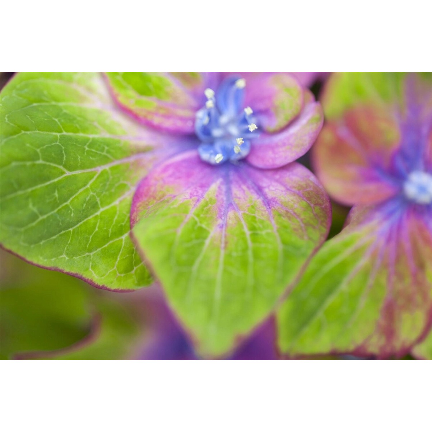 Hydrangea Mac. Bauernhortensie Saxon® Schloß Wackerbarth® 30-40 cm günstig online kaufen