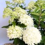 Baumfink Rispenhortensie Skyfall als Topfpflanze 60-80cm_6