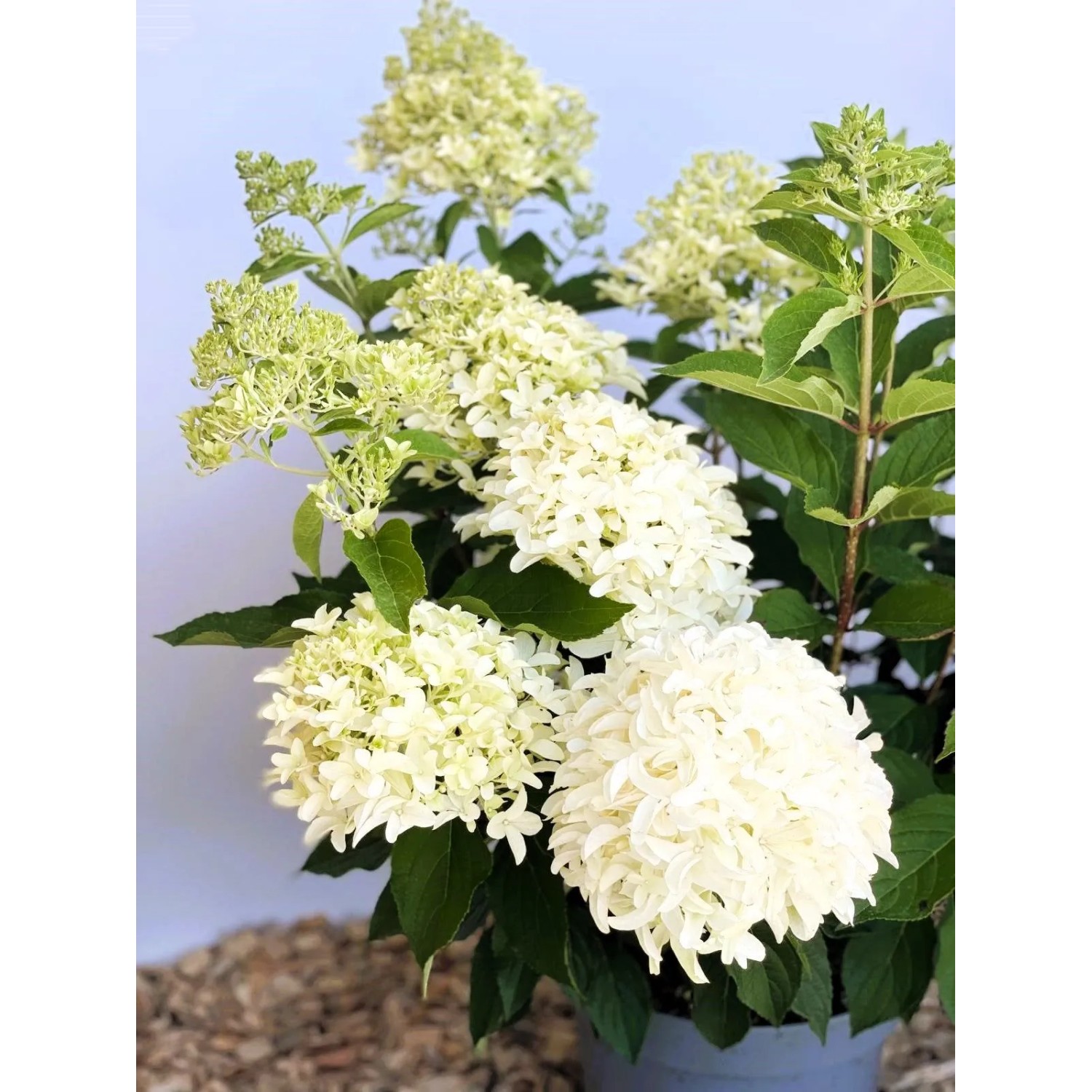 Baumfink Rispenhortensie Skyfall als Topfpflanze 60-80cm_6