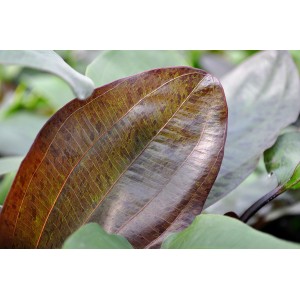 Nahaufnahme eines braun-grün gefleckten Echinodorus Ozelot Blattes, einer Aquariumpflanze.