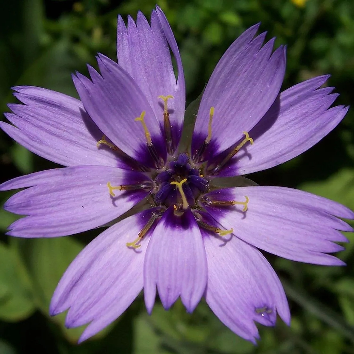 6 x Rasselblume Catananche caerulea Topf 9cm Lange Blütezeit