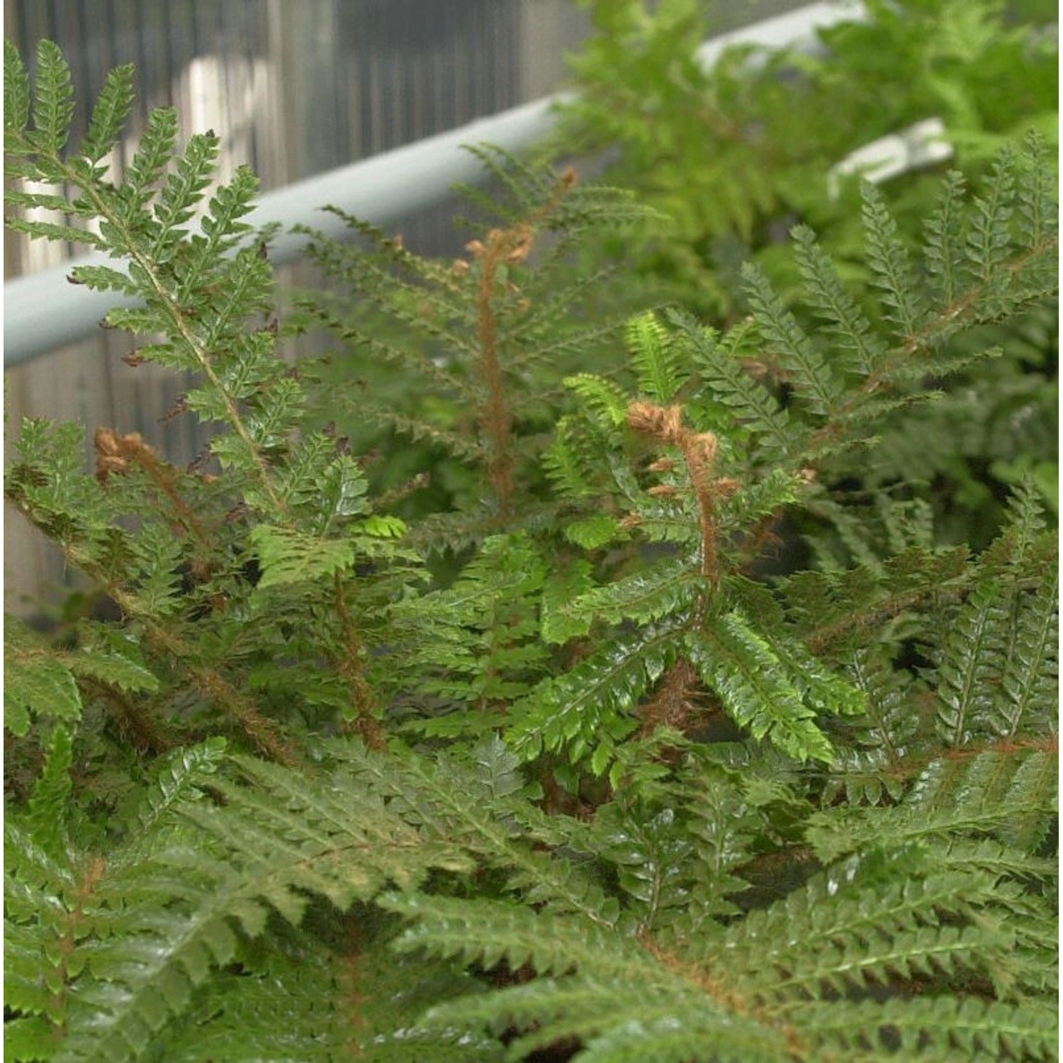 Japanischer Glanzschildfarn - großer Topf - Polystichum polyblepharum günstig online kaufen