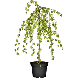 Trauerbirke Youngii im Topf, ca. 100-120 cm hoch. Gelbe Blätter, ideal für Einzelstellung.