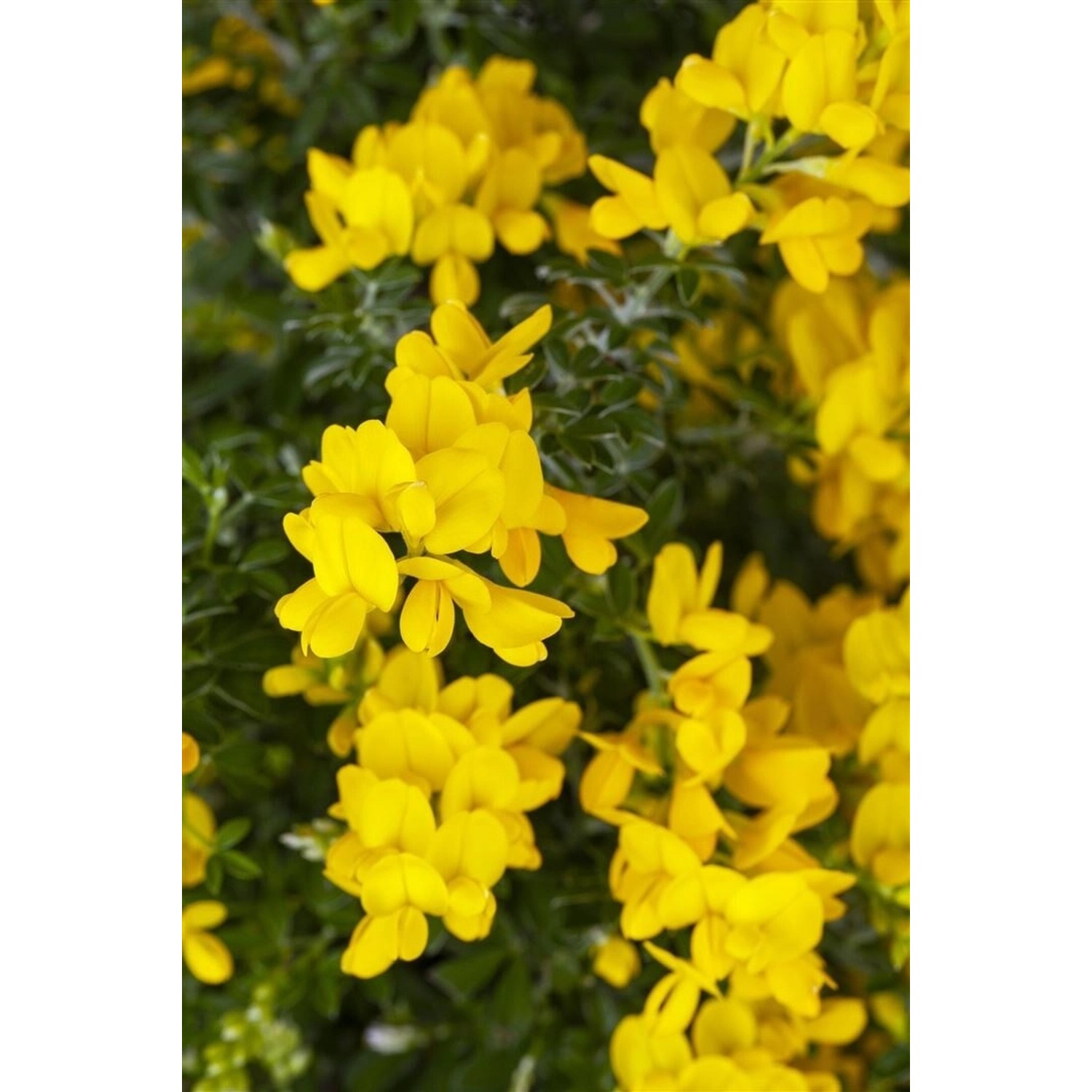 Genista Besenginster 20-30 cm günstig online kaufen