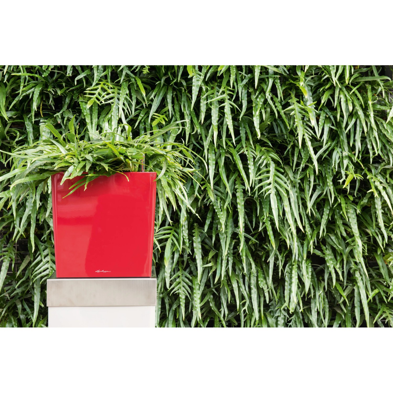 Hochglanz roter Lechuza Cube Premium Pflanzkübel 30x30 cm mit Pflanze vor grüner Wand.
