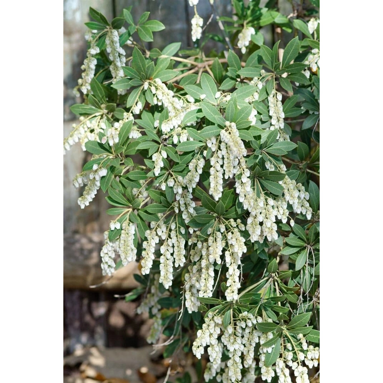 Pieris Japonica Stöckmann Japanische Lavendelheide 30–40 cm günstig online kaufen