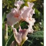 Zarte, hellrosa Schwertlilie 'Vanity' (Iris barbata) im Gartenbeet.