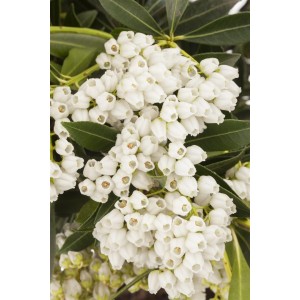 Nahaufnahme der weißen Blüten der Japanischen Lavendelheide Pieris Japonica Debutante.