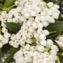 Nahaufnahme der weißen Blüten der Japanischen Lavendelheide Pieris Japonica Debutante.