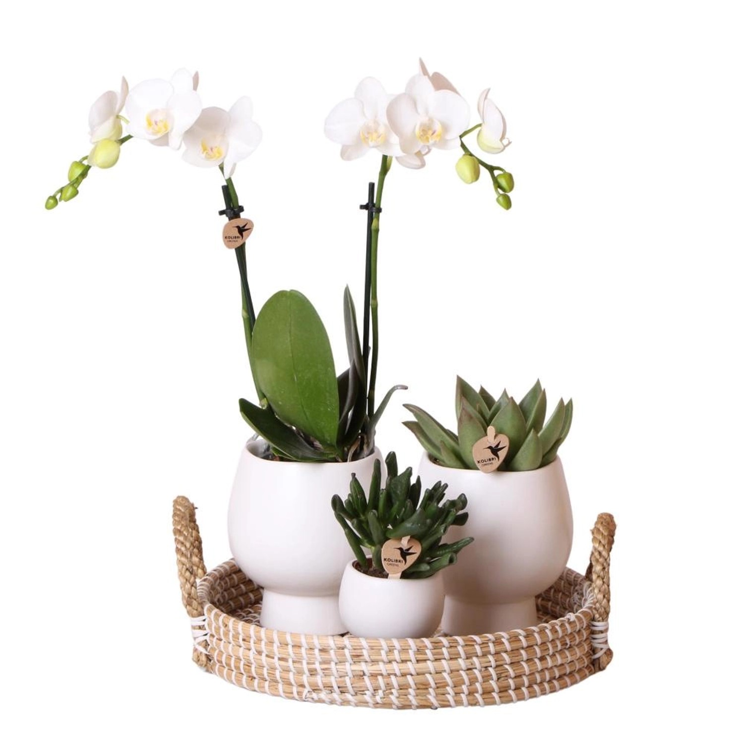 Kolibri Pflanzenset Scandic Weiß Grünes Pflanzenset mit Weißer Phalaenopsis Orchidee & Sukkulenten inkl. Keramik Ziertöp