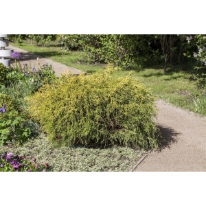 Gelbgrüne Chamaecyparis Pisifera 'Filifera Aurea Nana' im Garten, buschig und kompakt.
