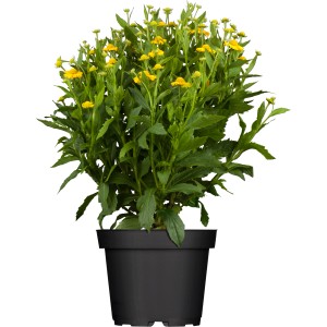 Sonnenbraut (Helenium) im Topf, gelbe Blüten, grüne Blätter. Ideal für Beet und Garten.