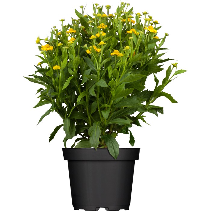 Winterhart Stauden kaufen bei OBI