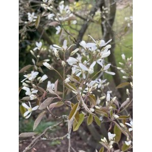 Nahaufnahme der Baumfink (Kupfer-Felsenbirne) Topfpflanze mit weißen Blüten.