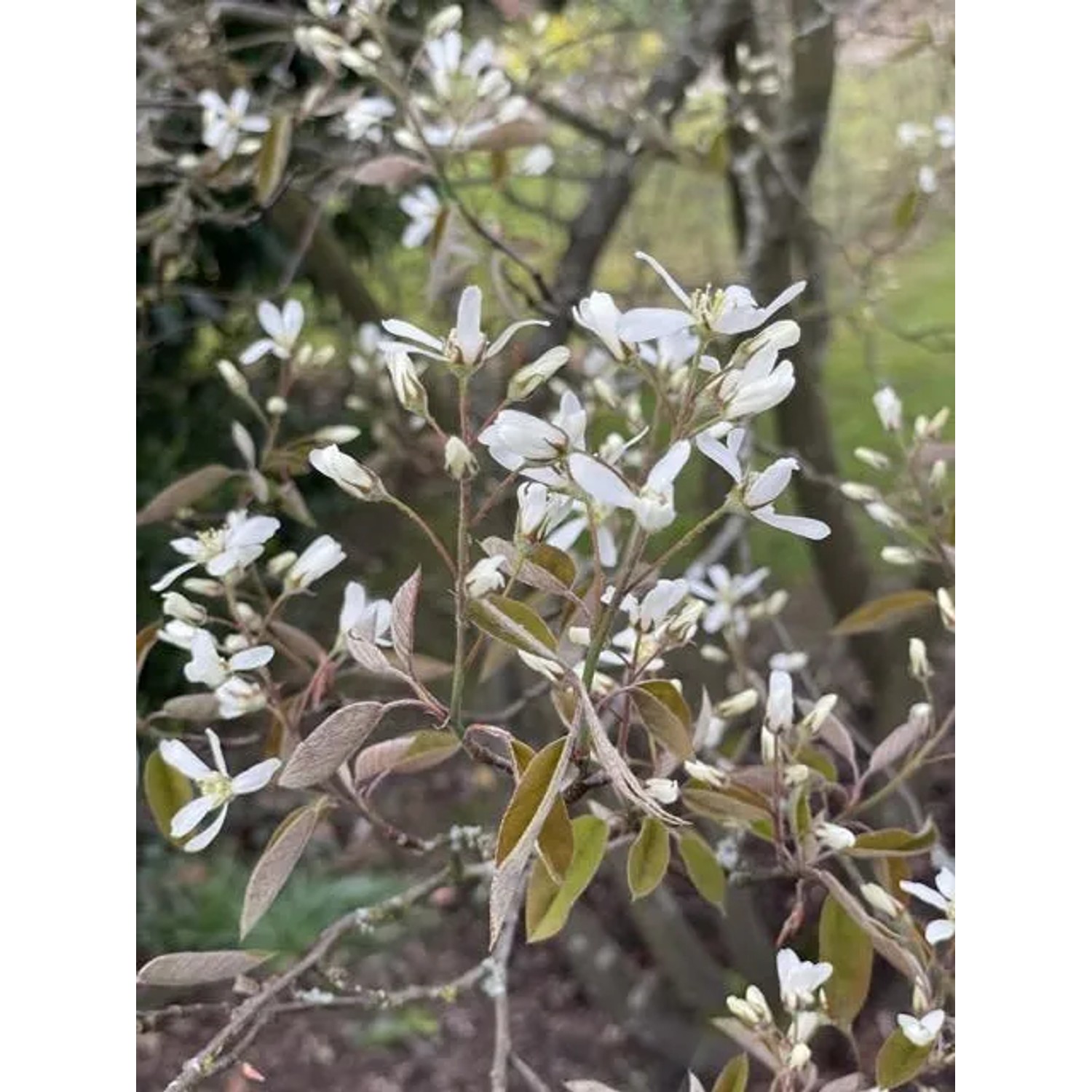 Nahaufnahme der Baumfink (Kupfer-Felsenbirne) Topfpflanze mit weißen Blüten.