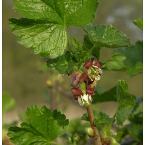 Nahaufnahme einer blühenden Jostabeere (Ribes nidigrolaria) mit grünen Blättern.