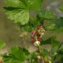 Nahaufnahme einer blühenden Jostabeere (Ribes nidigrolaria) mit grünen Blättern.