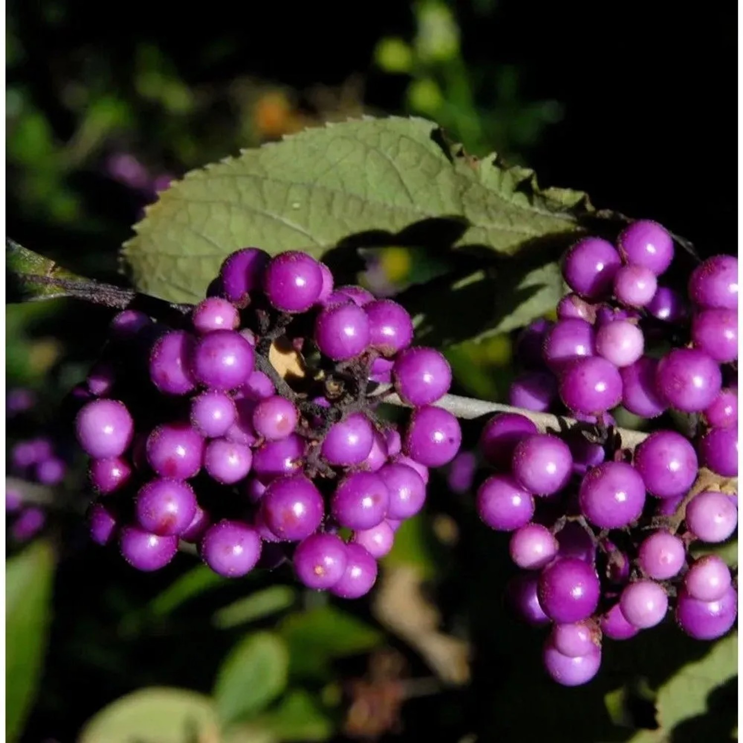 Liebesperlenstrauch Schönfrucht Imperial Pearl 30-40cm - Callicarpa bodinieri giraldii