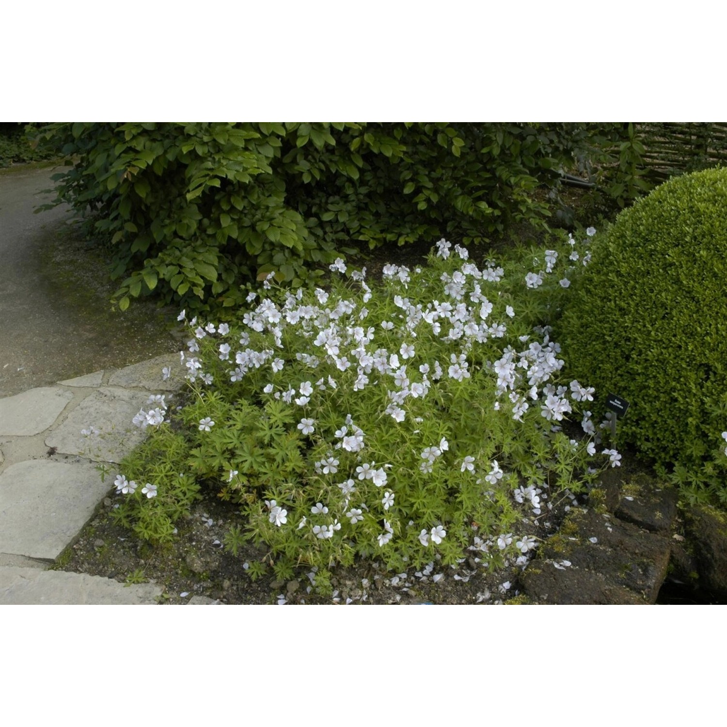 Geranium Clarkei Kashmir White Storchschnabel Ca. 9x9 cm Topf günstig online kaufen