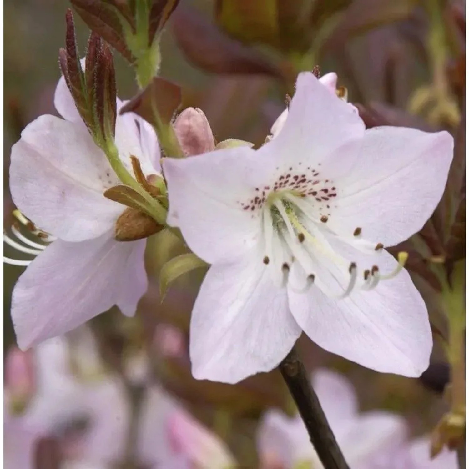 Koreanische Azalee 20-25cm - Rhododendron schlippenbachii