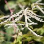 Nahaufnahme des Waldgeißbarts (Aruncus Dioicus) mit cremeweißen Blütenständen.
