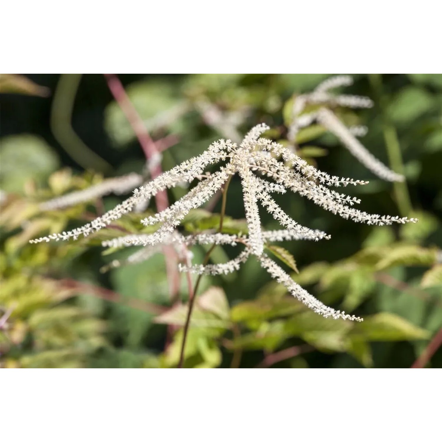 Nahaufnahme des Waldgeißbarts (Aruncus Dioicus) mit cremeweißen Blütenständen.