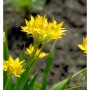Gelb blühender Zierlauch (Allium karataviense) im Gartenbeet.