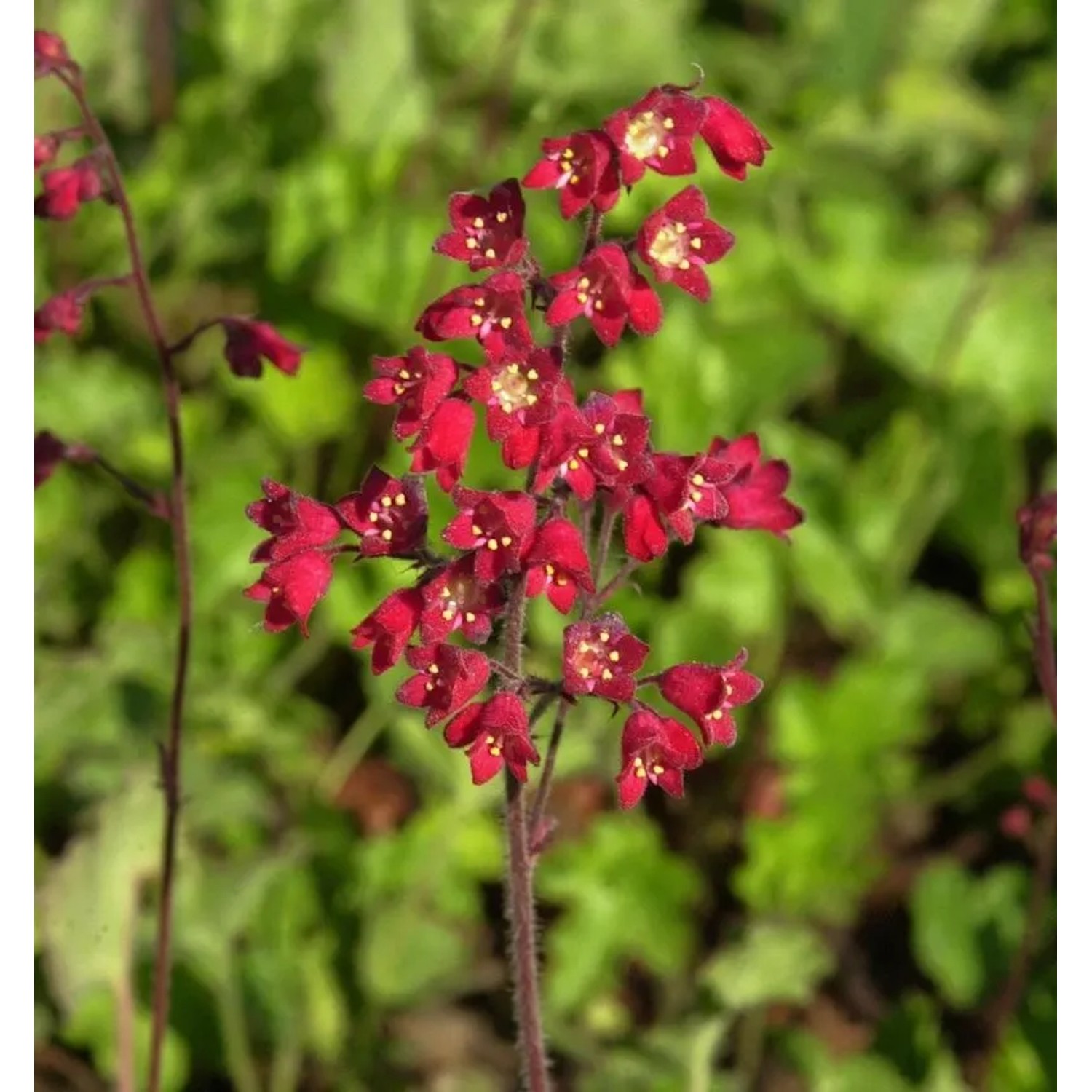 Purpurglöckchen Leuchtkäfer - Heuchera sanguinea