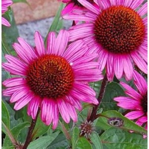 Nahaufnahme: Roter Sonnenhut 'Fatal Attraction' (Echinacea purpurea) mit pinkfarbenen Blütenblättern und braunem Blütenkopf.
