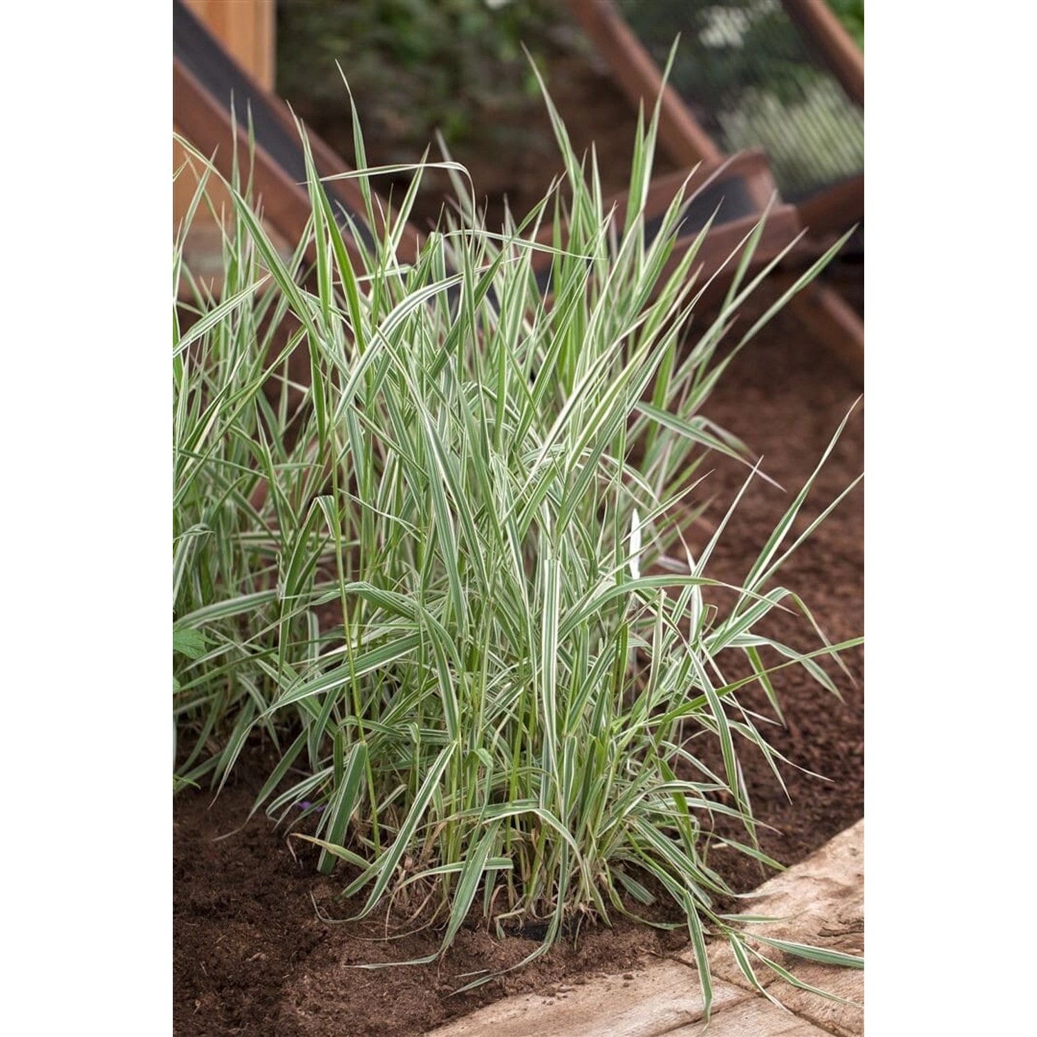 Phalaris Arundinacea Picta Buntes Rohrglanzgras 40–60 cm günstig online kaufen