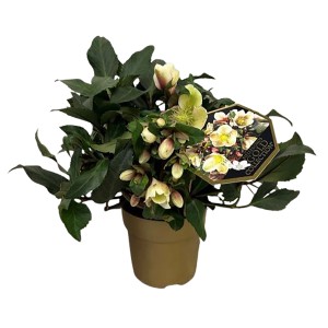 Christrose HGC Malory Creme im Topf, ca. 15 cm Durchmesser. Winterblühende, robuste Gartenpflanze.