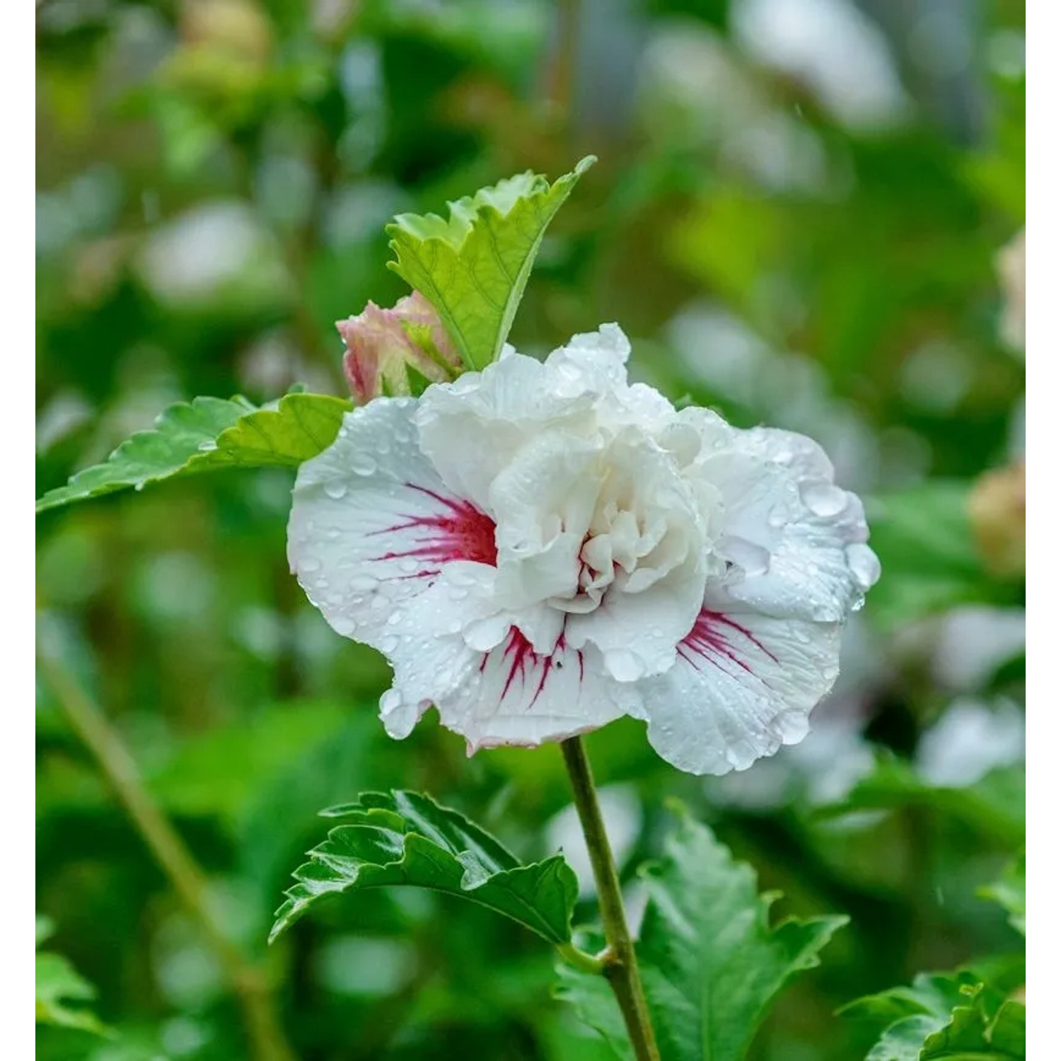 Garteneibisch Igloo 60-80cm - Hibiscus syriacus
