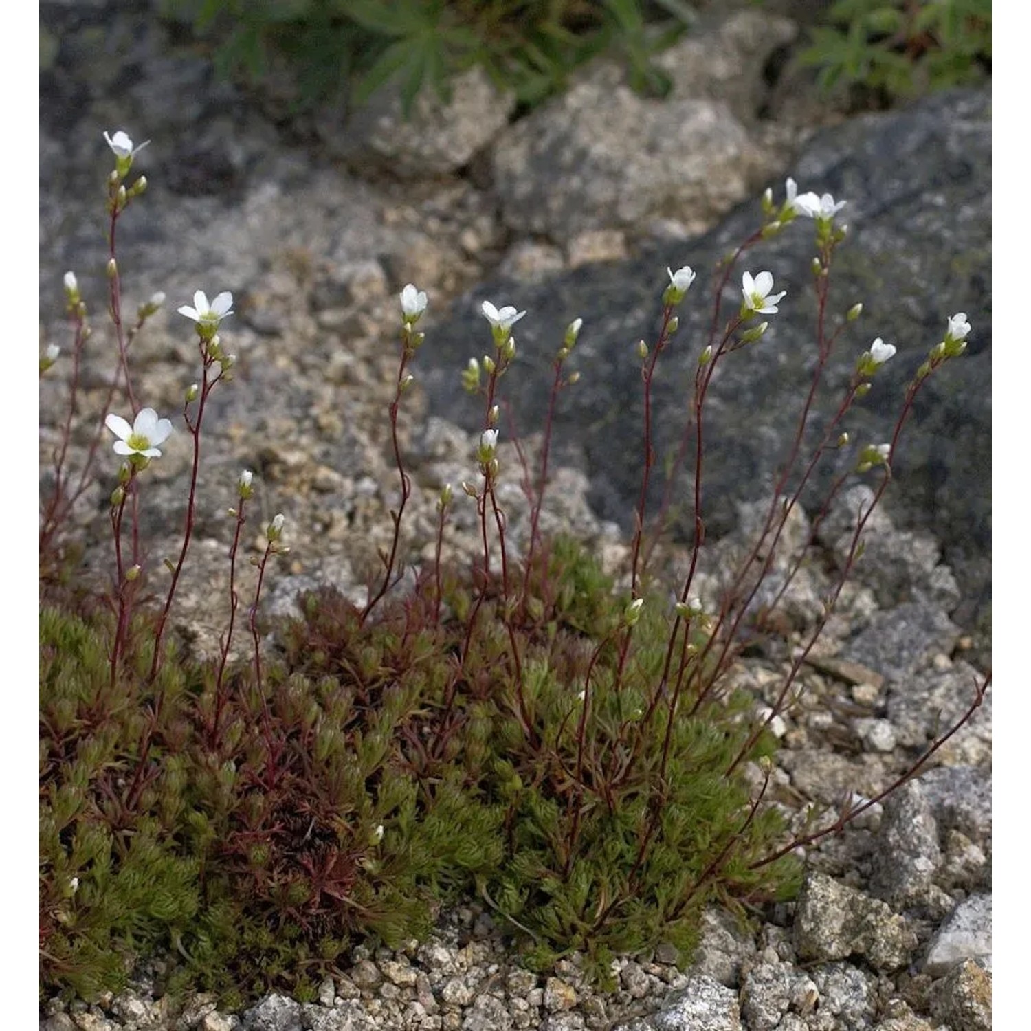 Schattensteinbrech - Saxifraga trifurcata