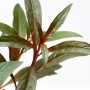 Dennerle Aquariumpflanze Ludwigia Glandulosa mit roten Stängeln und grünen Blättern.