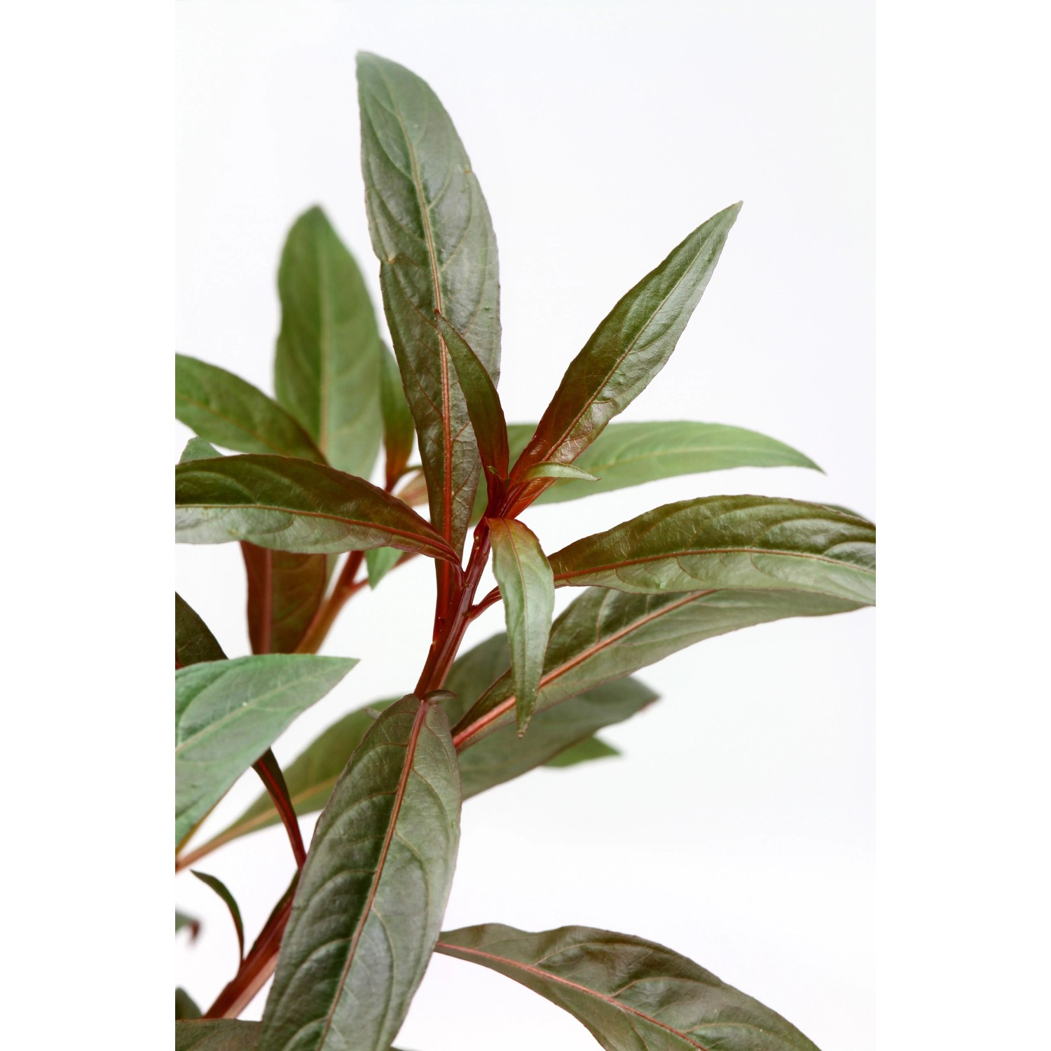Dennerle Aquariumpflanze Ludwigia Glandulosa mit roten Stängeln und grünen Blättern.