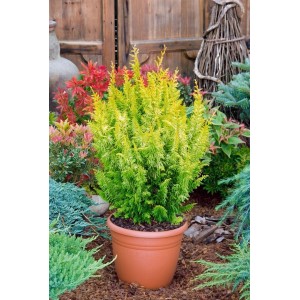 Goldgelbe Chamaecyparis Obtusa Tetragona Aurea im Topf, Stammhöhe 60 cm.