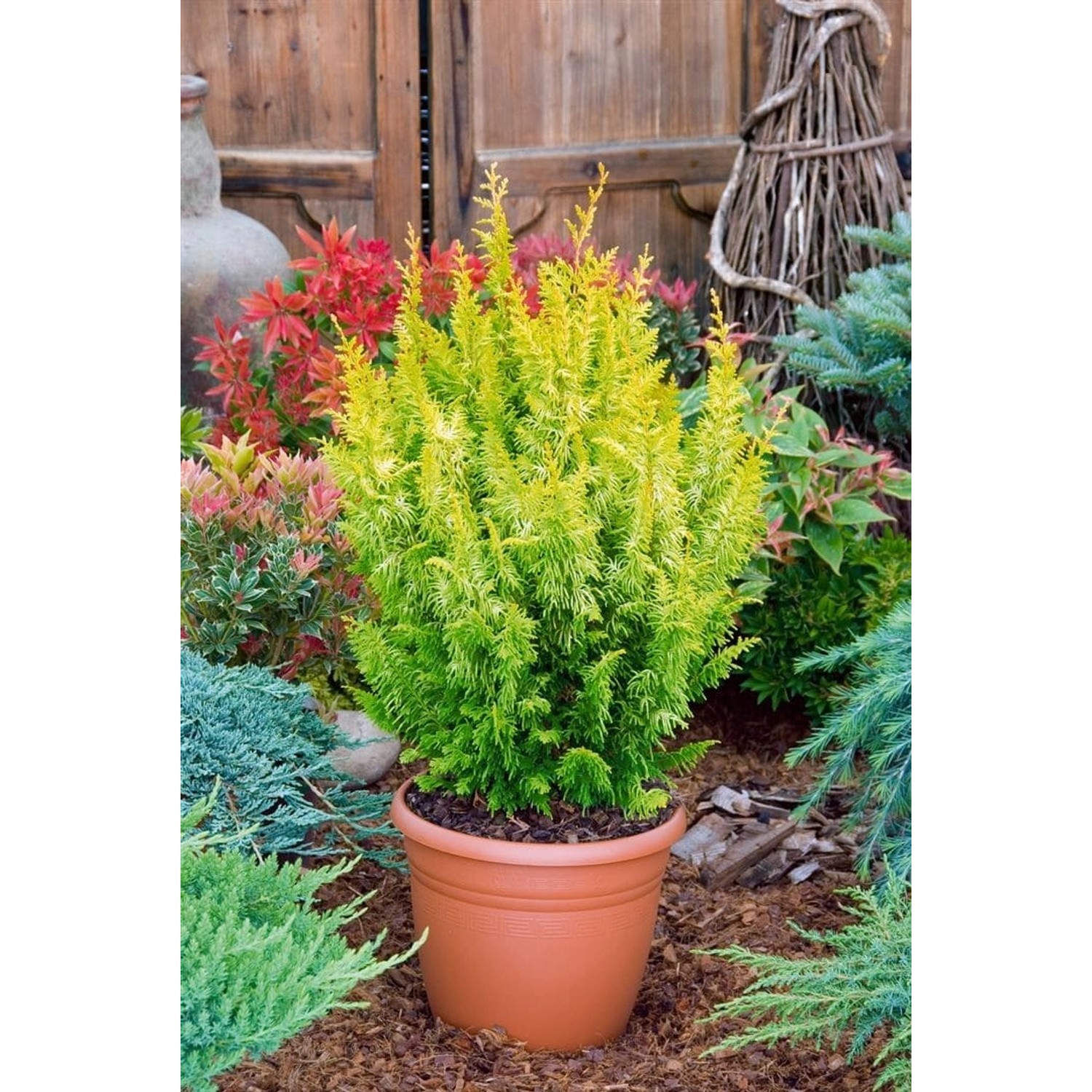 Chamaecyparis Obtusa Tetragona Aurea Goldgelb 60 cm Stammhöhe günstig online kaufen