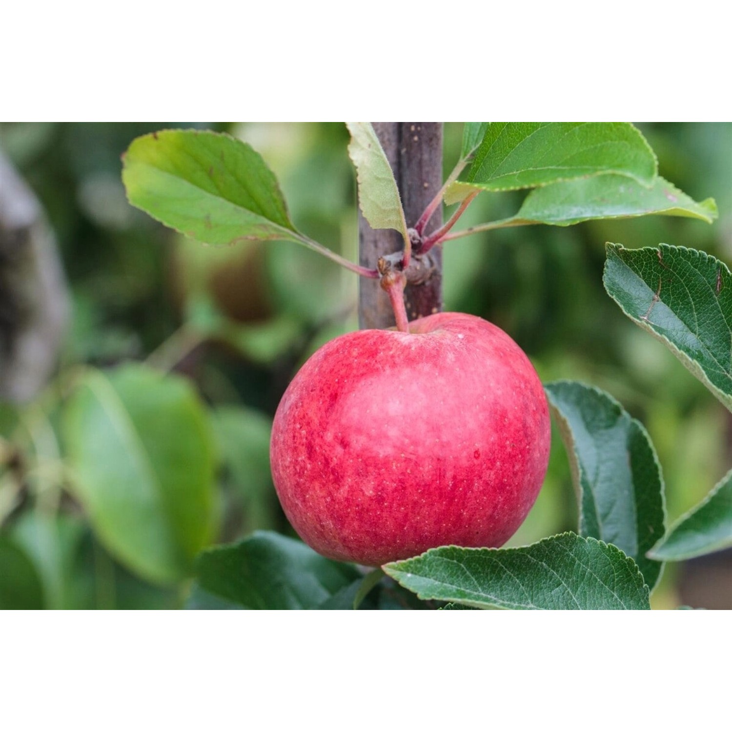 Malus Roter Berlepsch Apfelbaum CAC 40 cm Stammhöhe günstig online kaufen