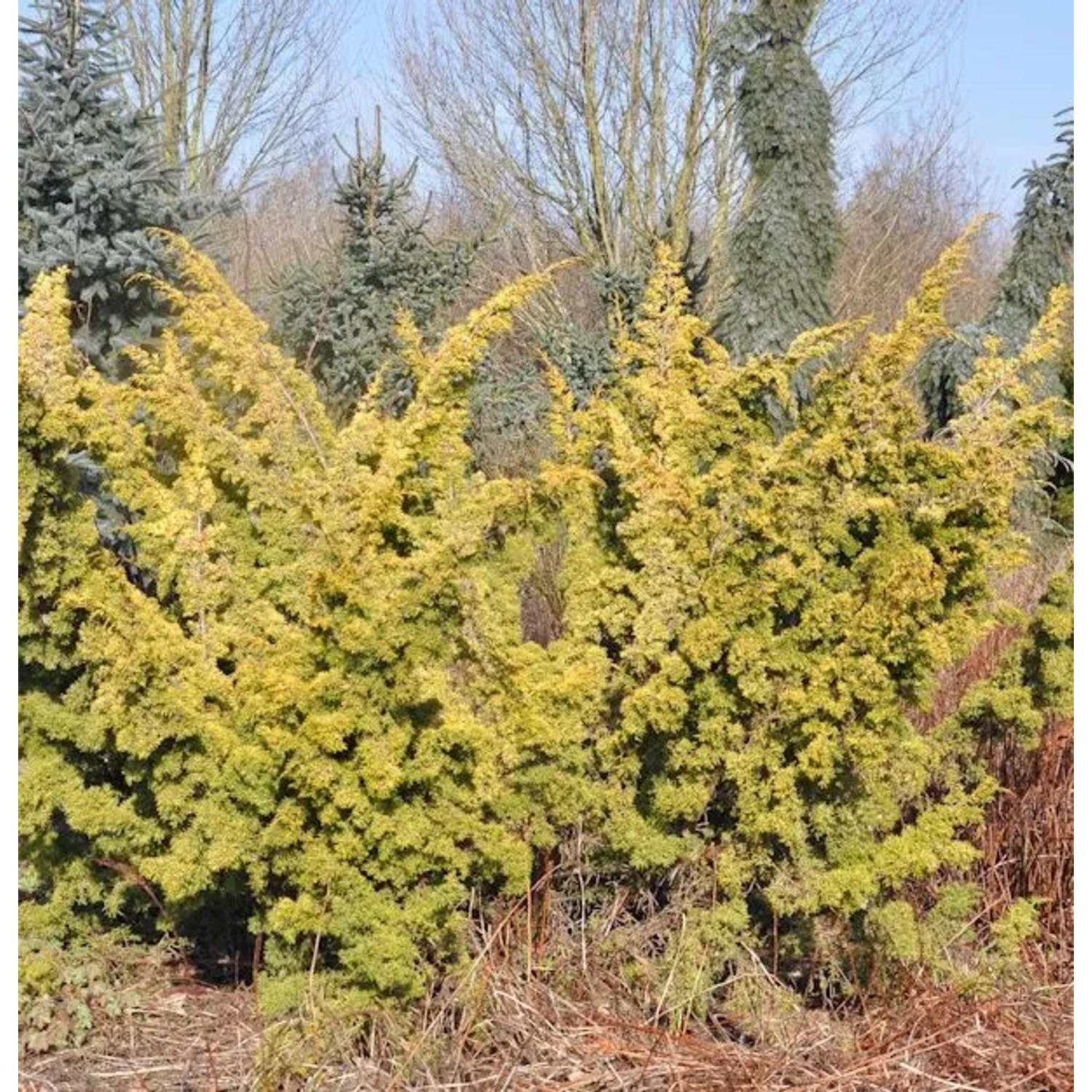 Gelber Moos Wacholder 50-60cm - Juniperus chinensis
