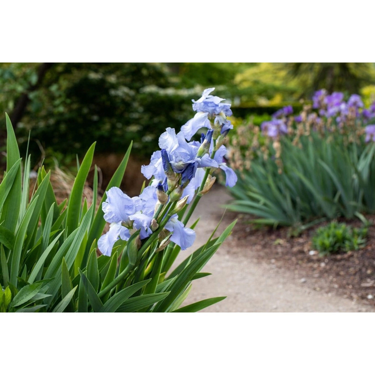 Iris X Barb.-Elat. Schwertlilie Hellblau Ca. 11x11 cm Topf günstig online kaufen