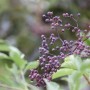 Nahaufnahme von Holunderbeeren am Strauch Sambucus Nigra, 40–60 cm hoch.